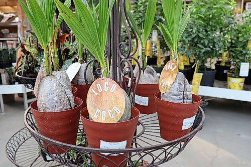 Colleen Zacharias / Free Press
What better time than now to grow a Loco Coco Coconut Palm? The experienced staff at Shelmerdine will show you how.