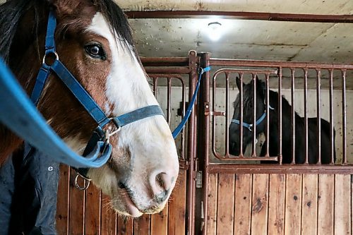 Marty, one of eight Clydesdales at Gentrice Farms, is tended to on a sunny Saturday afternoon. (Matt Packwood/The Brandon Sun) March 8, 2025