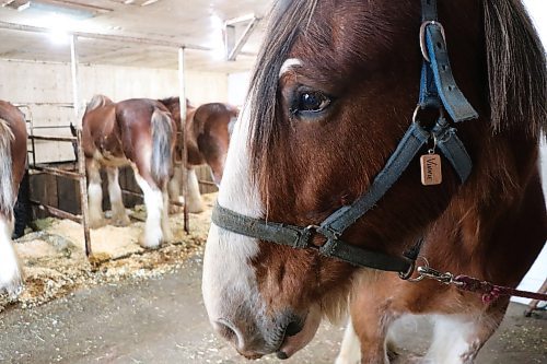 Vince, one of the Arthur family's eight Clydesdale draft horses, waits to be harnessed. (Matt Packwood/The Brandon Sun) March 8, 2025