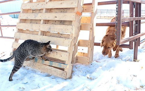 Two of the many animals at Gentrice Farms. (Matt Packwood/The Brandon Sun) March 8, 2025