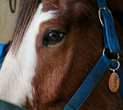 Marty, one of the eight Clydesdales at Gentrics Farms, waits for his turn to be harnessed. (Matt Packwood/The Brandon Sun) March 8, 2025