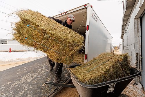 MIKE DEAL / FREE PRESS
Trainer Mike Nault unloads loads hay into one of his stalls in the Assiniboia Downs backstretch, Tuesday afternoon. The training track opens on March 15th and Nault will have twenty horses set up in their stalls by then. He just got back to Winnipeg from Phoenix, Arizona where he cut his season short to get organized for the ASD training track. Opening day for live racing is May 13th.
Standup
250311 - Tuesday, March 11, 2025.