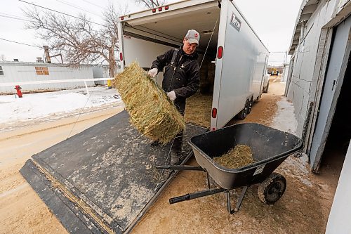 MIKE DEAL / FREE PRESS
Trainer Mike Nault unloads loads hay into one of his stalls in the Assiniboia Downs backstretch, Tuesday afternoon. The training track opens on March 15th and Nault will have twenty horses set up in their stalls by then. He just got back to Winnipeg from Phoenix, Arizona where he cut his season short to get organized for the ASD training track. Opening day for live racing is May 13th.
Standup
250311 - Tuesday, March 11, 2025.