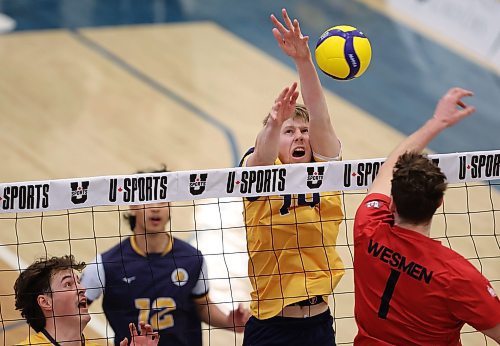 21032025
Tom Friesen #14 of the Brandon University Bobcats leaps to block a shot by Jaxon Rose #1 of the Winnipeg Wesmen in their 2025 U SPORTS Men's Volleyball Championship matchup at the Brandon University Healthy Living Centre on Friday evening. (Tim Smith/The Brandon Sun)