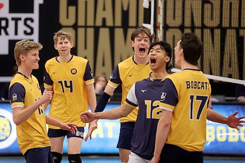 21032025
The Brandon University Bobcats celebrate a point during their 3 set sweep of the Winnipeg Wesmen in their 2025 U SPORTS Men's Volleyball Championship matchup at the Brandon University Healthy Living Centre on Friday evening. (Tim Smith/The Brandon Sun)