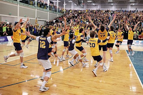 The Brandon University Bobcats celebrate after winning the 2025 U Sports Men's Volleyball Championship gold medal match against University of Alberta Golden Bears at the Brandon University Healthy Living Centre on Sunday evening. The Bobcats defeated the Golden Bears in four sets. See B1 for coverage. (Tim Smith/The Brandon Sun)