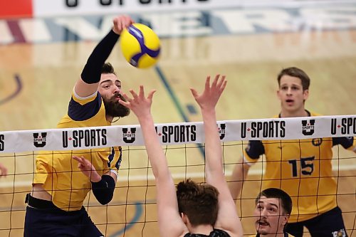 23032025
J.J. Love #1 of the Brandon University Bobcats leaps to hammer the ball over the net during the Bobcats first set against the University of Alberta Golden Bears in the 2025 U SPORTS Men's Volleyball Championship gold medal match at the Brandon University Healthy Living Centre on Sunday evening. (Tim Smith/The Brandon Sun)