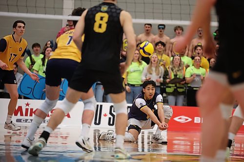 23032025
John Michael Flor #2 of the Brandon University Bobcats digs the ball during the Bobcats first set against the University of Alberta Golden Bears in the 2025 U SPORTS Men's Volleyball Championship gold medal match at the Brandon University Healthy Living Centre on Sunday evening. (Tim Smith/The Brandon Sun)