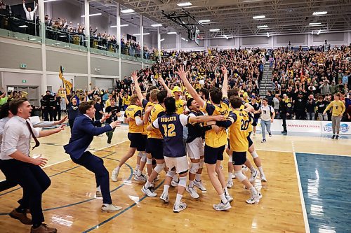 21032025
The Brandon University Bobcats celebrate after winning the 2025 U SPORTS Men's Volleyball Championship gold medal match against University of Alberta Golden Bears at the Brandon University Healthy Living Centre on Sunday evening. The Bobcats defeated the Golden Bears in four sets. (Tim Smith/The Brandon Sun)