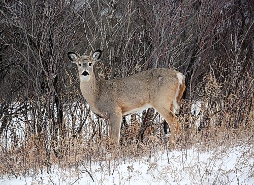 A deer looks at the photographer before scampering down into a valley in Minnedosa on Friday morning. (Matt Goerzen/The Brandon Sun)