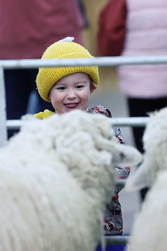 Two-year-old Sutter Johnson from Clearwater is entertained by a pair of woolly sheep at the Royal Farm Yard in the Keystone Centre's Flynn Arena during the Royal Manitoba Winter Fair on Tuesday. (Matt Goerzen/The Brandon Sun)