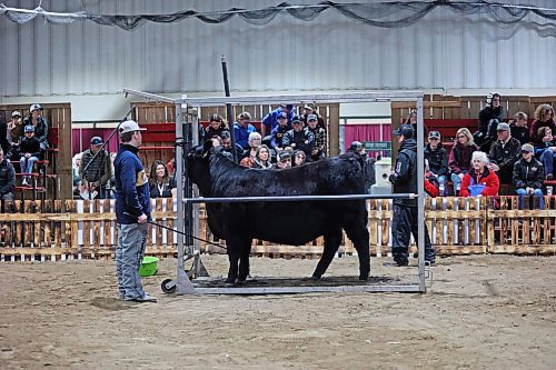 A youth handles a Black Angus hieffer while Oklahoma's Kirk Stierwalt offers lessons on hair clipping and animal care as part of his Stierwalt Cattle & Clinic event at the Keystone Centre on Tuesday afternoon, part of the Royal Manitoba Winter Fair. (Matt Goerzen/The Brandon Sun)