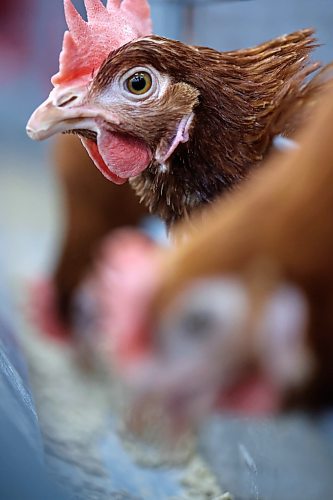 A laying hen lifts her head to swallow during feeding time at the Royal Farm Yard on Tuesday, during day two of the Royal Manitoba Winter Fair. (Matt Goerzen/The Brandon Sun)