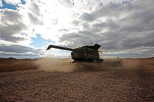 12102023
David Amos with Amos farms combines soybeans in a field west of Brandon on a cloudy Thursday afternoon. The farm is at the end of harvest and hoping to finish combining soybeans by end of today. 
(Tim Smith/The Brandon Sun)