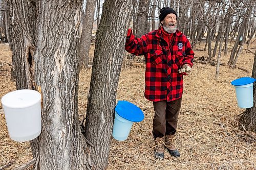 Dave Barnes checks the sap collector pails at the Assiniboine Food Forest Saturday. (Chelsea Kemp/The Brandon Sun)