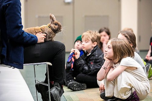 MIKAELA MACKENZIE / FREE PRESS
Lucy Campbell, seven, gets an up-close look at Prairie Wildlife Rehabilitation Centreճ domestic sable rabbit Bruce at the Osborne Library on Thursday, April 3, 2025.
Standup.
Winnipeg Free Press 2025
