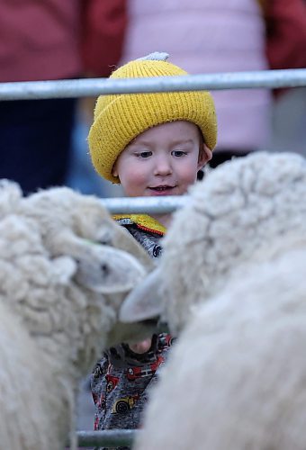 Two-year-old Sutter Johnson from Clearwater is entertained by a pair of woolly sheep at the Royal Farm Yard in the Keystone Centre's Flynn Arena on Tuesday. (Matt Goerzen/The Brandon Sun)