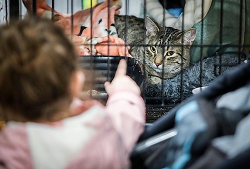 JOHN WOODS / FREE PRESS
Abagail points at Sophie who is waiting to be adopted in the Winnipeg Pet Rescue booth during the Meow Mania Spring Market and Adoption Fair at St Norbert Community Centre Sunday, April 13, 2025. 

Reporter: standup