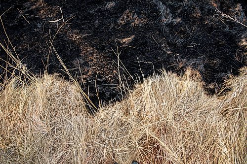 MIKAELA MACKENZIE / FREE PRESS
	

Charred grass marks where a fire burned at the northeast corner of Sturgeon Road and Silver Avenue in Winnipeg on Monday, April 21, 2025.

Standup.
Winnipeg Free Press 2025