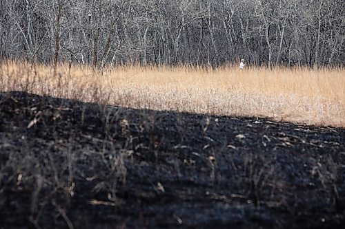 MIKAELA MACKENZIE / FREE PRESS
	

Charred grass marks where a fire burned at the northeast corner of Sturgeon Road and Silver Avenue in Winnipeg on Monday, April 21, 2025.

Standup.
Winnipeg Free Press 2025