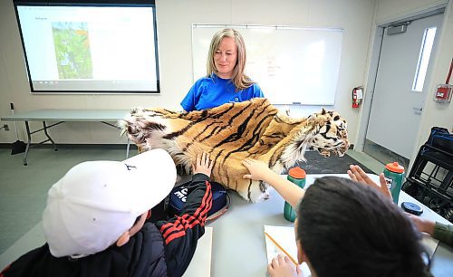 Ruth Bonneville / Free Press
Local STUDENT ZOO
Grade 6 students from école Leila North School are shown the hide of an Amur tiger during a class session with Kelly Ross, a certified conservation programs developer at the zoo.
STUDENT ZOO: A feature on the various zoo education programs that invite students to take part in regular visits and watch zoologists at work. Assiniboine Park Conservancy is opening up applications for next year’s zoo residency programs.
Story by Maggie Macintosh
April 17th 2025