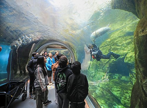 Ruth Bonneville  / Free Press 

Local  STUDENT ZOO

Grade 6 students from école Leila North School watch with delight as a seal interacts in a playful manner in the glass tunnel in the Journey to Churchill exhibit swims around a diver cleaning the algae off the glass during their tour of the zoo Thursday.


STUDENT ZOO: A feature on the various zoo education programs that invite students to take part in regular visits and watch zoologists at work. Assiniboine Park Conservancy is opening up applications for next year’s zoo residency programs. 

Story by Maggie Macintosh 

April 17th 2025