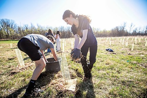 MIKAELA MACKENZIE / FREE PRESS
Collge Jeanne-Sauv grade ten students Quinn Lagace (left) and Hope Smith mulch a freshly planted tree at Dakota Park as part of the COfort Project on Tuesday, May 6, 2025. The project, which is in its second year, aims to plant 10,000 trees in five years to re-populate the forest area near their school with a diverse selection of native species.
Standup.
Winnipeg Free Press 2025