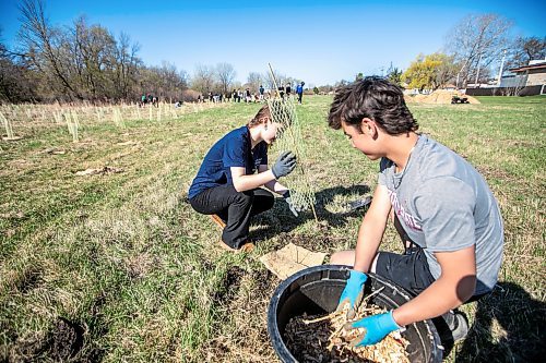 MIKAELA MACKENZIE / FREE PRESS
Collge Jeanne-Sauv grade ten students Hope Smith (left) and Quinn Lagace add a tree guard to a freshly planted tree at Dakota Park as part of the COfort Project on Tuesday, May 6, 2025. The project, which is in its second year, aims to plant 10,000 trees in five years to re-populate the forest area near their school with a diverse selection of native species.
Standup.
Winnipeg Free Press 2025