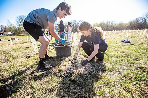 MIKAELA MACKENZIE / FREE PRESS
Collge Jeanne-Sauv grade ten students Quinn Lagace (left) and Hope Smith mulch a freshly planted tree at Dakota Park as part of the COfort Project on Tuesday, May 6, 2025. The project, which is in its second year, aims to plant 10,000 trees in five years to re-populate the forest area near their school with a diverse selection of native species.
Standup.
Winnipeg Free Press 2025