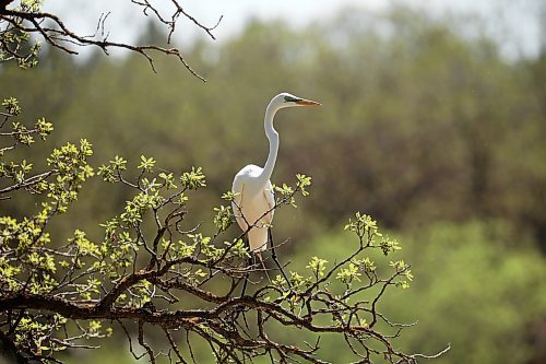 13052025
A great egret perches in a tree along Park Lake in Neepawa on Tuesday afternoon. 
(Tim Smith/The Brandon Sun)