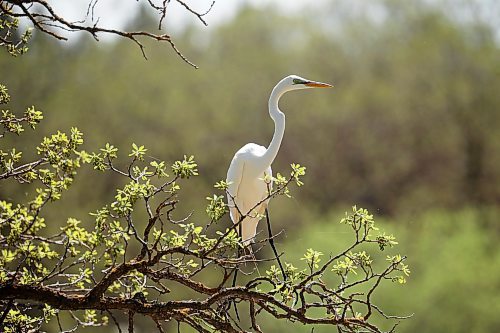 13052025
A great egret perches in a tree along Park Lake in Neepawa on Tuesday afternoon. 
(Tim Smith/The Brandon Sun)
