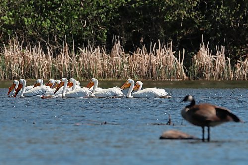13052025
American White Pelicans fish in Park Lake in Neepawa on Tuesday afternoon.
(Tim Smith/The Brandon Sun)