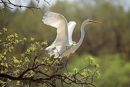 A great egret takes flight from a tree along Park Lake in Neepawa on Tuesday afternoon. (Tim Smith/The Brandon Sun)
