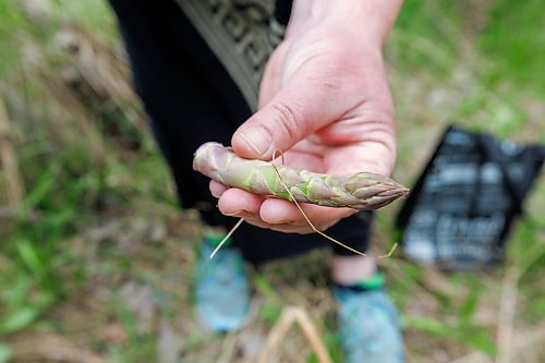 MIKE DEAL / FREE PRESS
Local forager, Janice Rosen, hunts for asparagus in a lightly wooded area in Winnipeg, saying that the asparagus should still be good to pick for a few more weeks.
Standup
250521 - Wednesday, May 21, 2025.