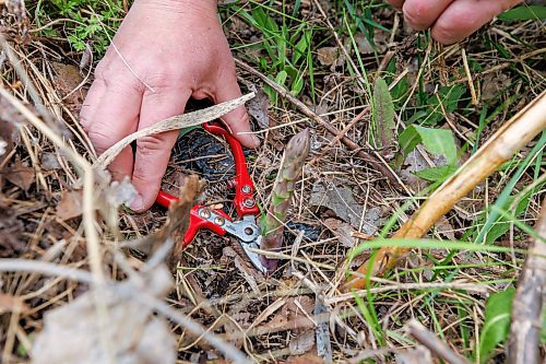 MIKE DEAL / FREE PRESS
Local forager, Janice Rosen, hunts for asparagus in a lightly wooded area in Winnipeg, saying that the asparagus should still be good to pick for a few more weeks.
Standup
250521 - Wednesday, May 21, 2025.