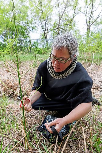 MIKE DEAL / FREE PRESS
Local forager, Janice Rosen, hunts for asparagus in a lightly wooded area in Winnipeg, saying that the asparagus should still be good to pick for a few more weeks.
Standup
250521 - Wednesday, May 21, 2025.