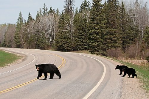 21052025
Two black bear cubs cross Highway 10 in Riding Mountain National Park behind their mother on a mild Wednesday. 
(Tim Smith/The Brandon Sun)