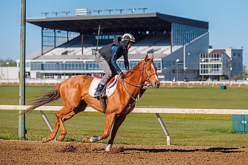 MIKE DEAL / FREE PRESS
Rachaad Knights, currently the leading jockey at Assiniboia Downs, takes J L Copper for a morning run on the main track Thursday.
Reporter: George Williams
250522 - Thursday, May 22, 2025.