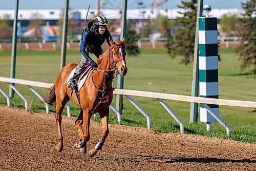 MIKE DEAL / FREE PRESS
Rachaad Knights, currently the leading jockey at Assiniboia Downs, takes J L Copper for a morning run on the main track Thursday.
Reporter: George Williams
250522 - Thursday, May 22, 2025.