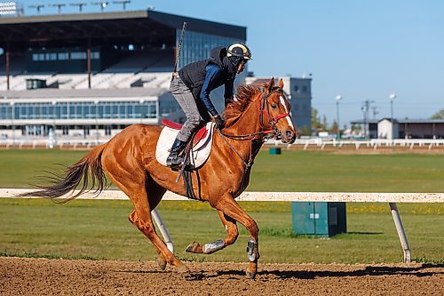 MIKE DEAL / FREE PRESS
Rachaad Knights, currently the leading jockey at Assiniboia Downs, takes J L Copper for a morning run on the main track Thursday.
Reporter: George Williams
250522 - Thursday, May 22, 2025.