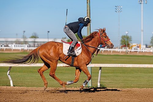 MIKE DEAL / FREE PRESS
Rachaad Knights, currently the leading jockey at Assiniboia Downs, takes J L Copper for a morning run on the main track Thursday.
Reporter: George Williams
250522 - Thursday, May 22, 2025.