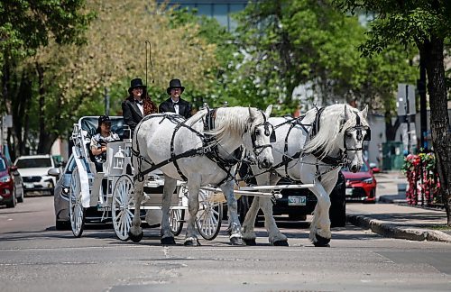 JOHN WOODS / FREE PRESS
Lucky and Charm, two white Percherons, and their handlers were giving carriage rides in Old Market Square as part of Doors Open Winnipeg Sunday, May 25, 2025.
Reporter: ?