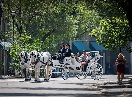 JOHN WOODS / FREE PRESS
Lucky and Charm, two white Percherons, and their handlers were giving carriage rides in Old Market Square as part of Doors Open Winnipeg Sunday, May 25, 2025. 

Reporter: ?