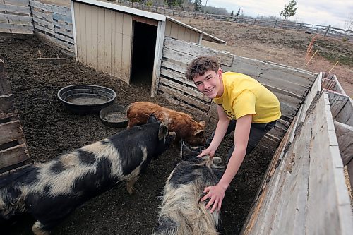 Nolan Long, 14, gives his pigs a visit on his family's farm near Sprucewoods. The Long family works on living sustainably, with hens, pigs, goats and a vegetable garden on the property. David Long, Nolan's father, told the Sun they moved to Spruce Woods precisely for that reason. With dozens of chickens on the property, the family now runs a "Rent a Hen" business out of their home, where they deliver two of their hens and a coop for the summer season to families in the Westman area. When the Sun visited the property in April, the Long family was chicken-sitting two roosters while their neighbour was out of town. (Connor McDowell/Brandon Sun)