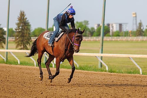 MIKE DEAL / FREE PRESS
Jockey Ciera Pruitt takes, Peso, for a gallop during Friday morning training at the Assiniboia Downs.
Reporter: George Williams
250530 - Friday, May 30, 2025.
