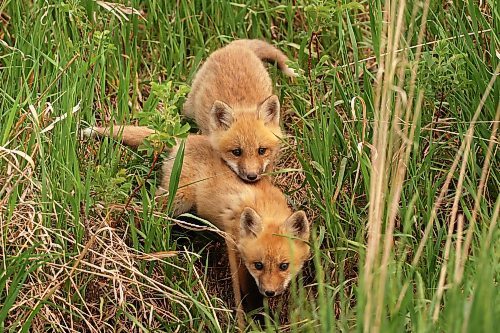 Two young red fox kits play outside their den west of Brandon on a hot Friday morning in June. (Tim Smith/The Brandon Sun)