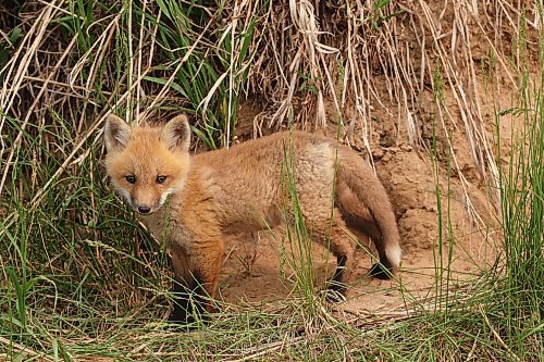 A young red fox kit explores outside a den west of Brandon on a hot Friday morning in June. (Tim Smith/The Brandon Sun)