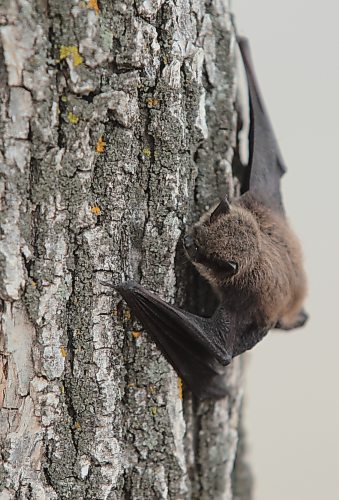 Brandon Sun A brown bat clings to the bark on a tree in the Keystone Centre grounds on Friday afternoon. (Bruce Bumstead/Brandon Sun)