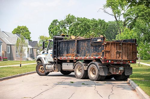 BROOK JONES/FREE PRESS
The City of Winnipeg's Urban Forestry Branch are removing American elm trees along Downing Street between Wellington Avenue and Notre Dame Avenue in Winnipeg, Man., as part of its efforts to fight Dutch elm disease on the afternoon of Thursday, June 12, 2025.