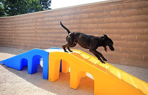 Ruth Bonneville / Free Press
Local - Animal services
Animal Services Kennel Assistant Gillian Lecuyer takes Sebastian a two-year-old American Bull Dog mix over one of their enrichment structures in their park at Animal Services Friday.
See story on their sensory gardens
June 20th, 2025